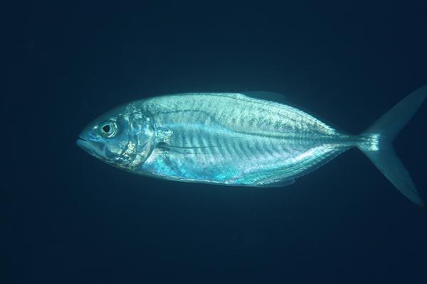 Caranx crysos (Carango mediterraneo)